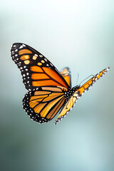 Obraz premium The majestic monarch butterfly in flight a symbol of transformation and beauty in nature