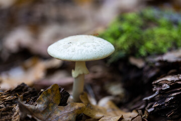 Autumn color captured with a macro lens. Poland.