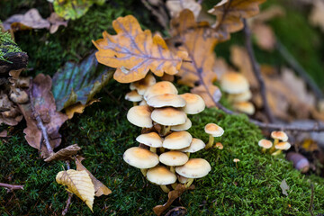 Fototapeta premium Autumn color captured with a macro lens. Poland.