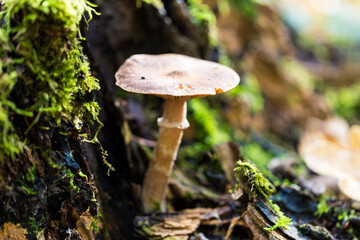 Autumn color captured with a macro lens. Poland.