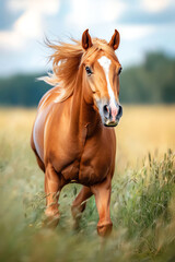 Graceful chestnut horse galloping through lush green fields under a bright sky