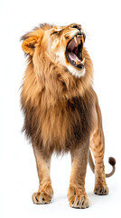 Obraz premium Majestic lion roaring the king of the jungle in full display of power and majesty