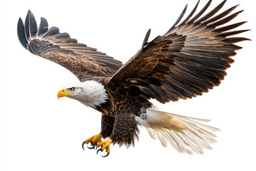 Obraz premium Majestic bald eagle in flight an icon of strength and freedom in nature