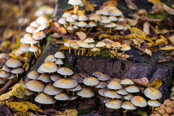 Autumn color captured with a macro lens. Poland.