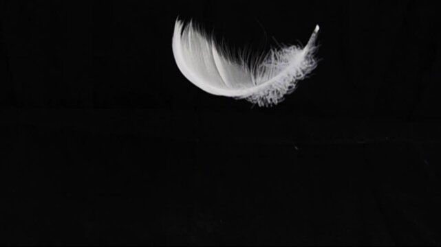 Goose feathers feather slow motion on black background.