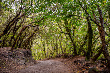 Fototapeta premium Forest