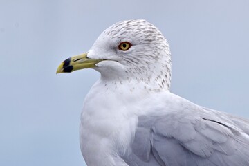 ring billed seagull bird portrait close up