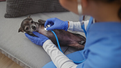 A female veterinarian examines a chihuahua dog indoors using a stethoscope, showcasing pet healthcare at home.