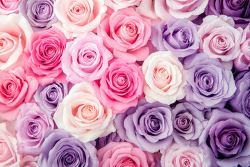 Naklejka premium Vibrant pink and purple roses bloom in full glory for elegant floral arrangement