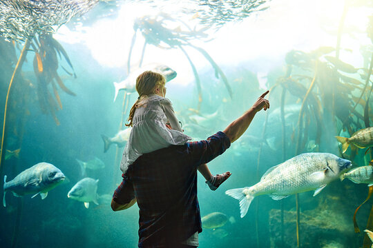 Father, girl and back with fish in aquarium of education experience, marine learning and coral environment. Family, pointing and exhibit tank for sea creatures, biology and bonding together.