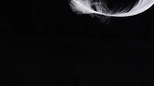 Goose feathers feather slow motion on black background.