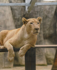 An African lion resting in the zoo.