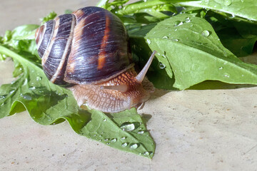 Snail creeps on green  leaf with drops ,ifting head and looking curiously