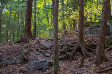 Trees with exposed roots in autumn forest. 
