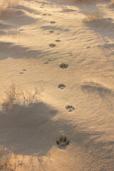footprints in the sand
