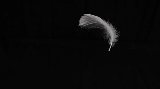 Goose feathers feather slow motion on black background.