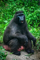 Obraz premium Celebes crested macaque