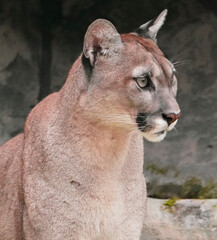 An wild puma resting in the zoo.