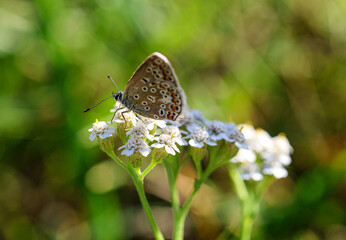 butterfly on a flower