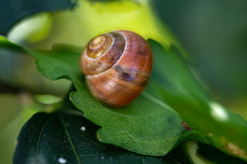 snail on a leaf