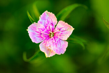 pink flower in the garden