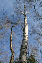 Upward View of a Tall Birch Tree in Winter