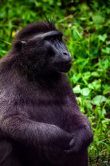 Celebes crested macaque
