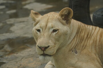 Female white African lion.