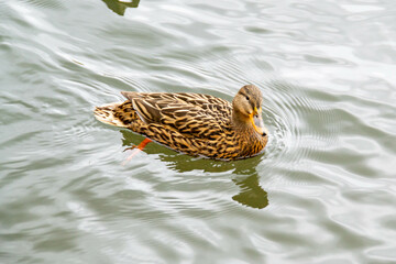 Male and female mallard duck swimming on a pond with green water while looking for food. High quality photo