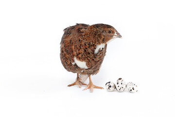 single quail on white background