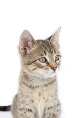 sitting domestic kitten isolated on white 