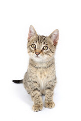 Fototapeta premium sitting domestic kitten isolated on white 