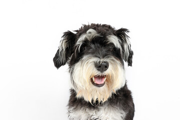 portrait of a black and white dog, miniature schnauzer head