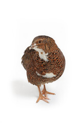 single quail on white background