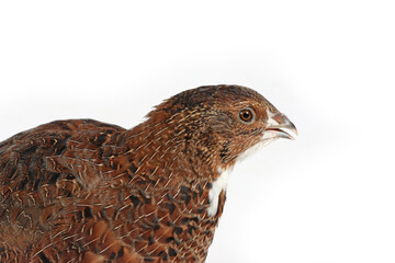 single quail on white background