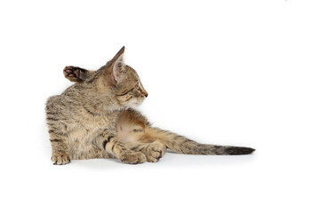 sitting kitten licking herself isolated on white , flea prevention 