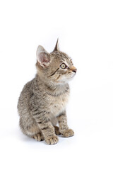 sitting domestic kitten isolated on white 