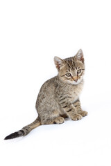 sitting domestic kitten isolated on white 