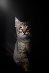 sitting domestic kitten isolated on black background 