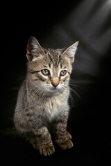 Obraz premium sitting domestic kitten isolated on black background 