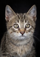portrait of domestic kitten isolated on black background 