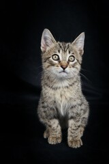 sitting domestic kitten isolated on black background 