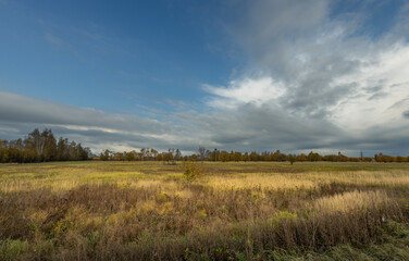 A field of tall grass with a cloudy sky in the background