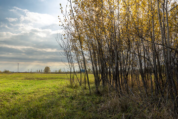 Obraz premium A field of grass with a few trees in the background