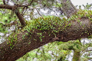Fototapeta premium Close up of a pine tree trunk covered in green epiphytes at Miho no Matsubara, Shizuoka, Japan