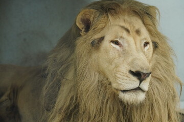 Male white African lion.