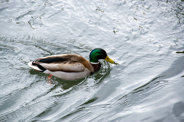 Male and female mallard duck swimming on a pond with green water while looking for food. High quality photo
