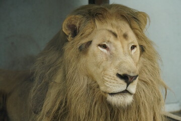 Male white African lion.