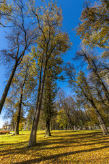 Fototapeta premium A beautiful autumn day with trees in a park