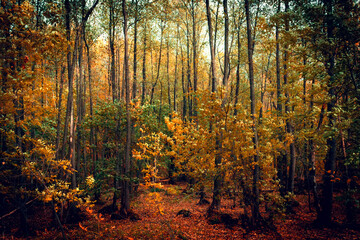 Obraz premium Autumn forest path. Orange color tree, red brown leaves in fall city park.